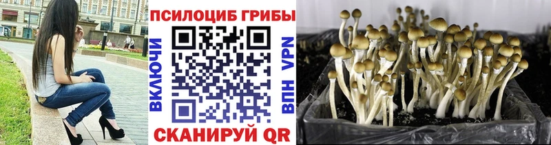 как найти закладки  Елизаветинская  Псилоцибиновые грибы Psilocybe 